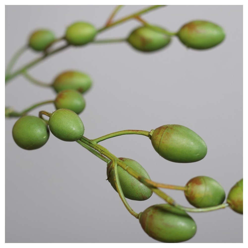 PIANTA DI PALMA H270